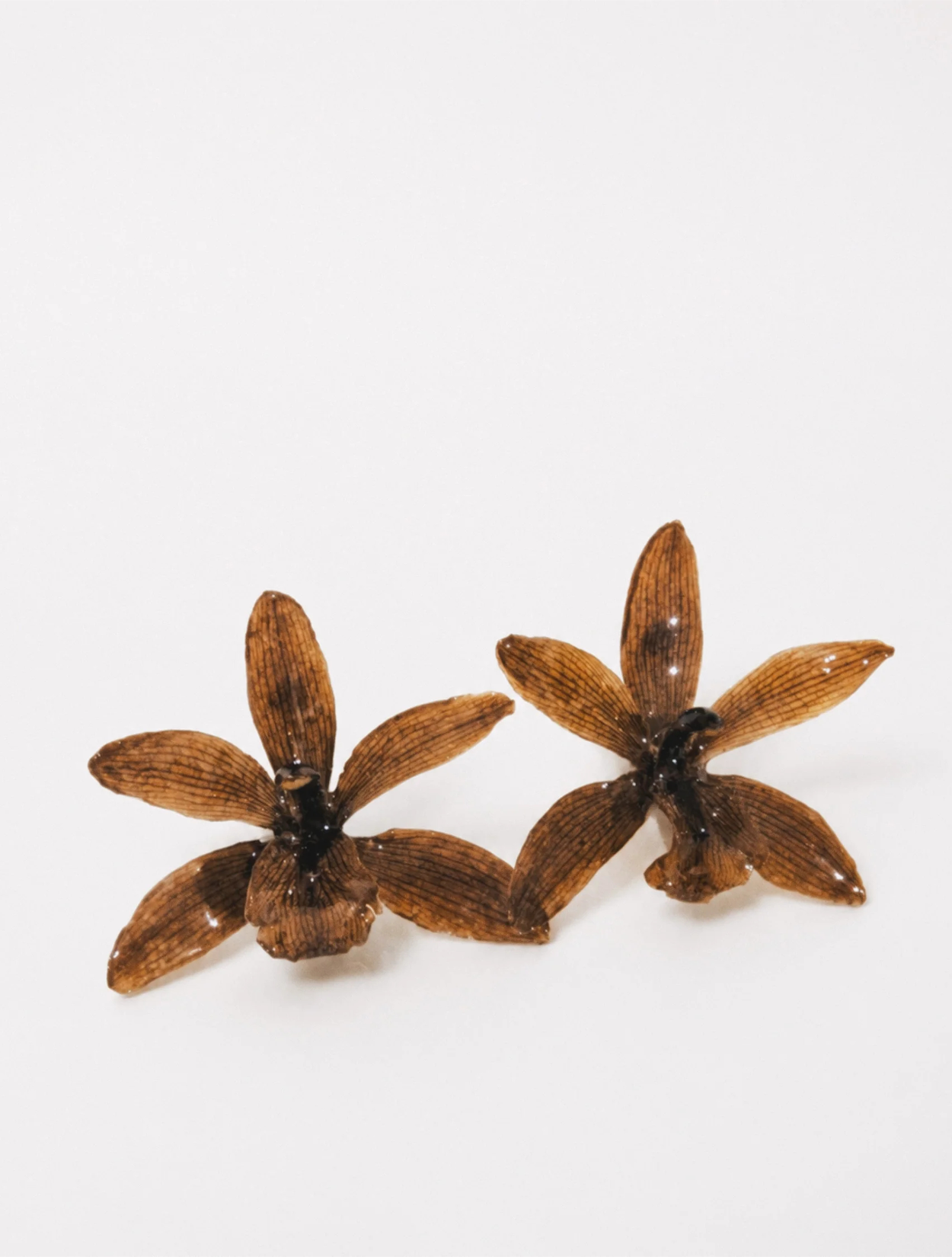 Aretes Ada Chocolate | Aretes con Orquídeas Preservadas