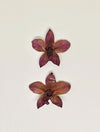 Aretes Petalia | Aretes Elegantes de Tafleur Boutique