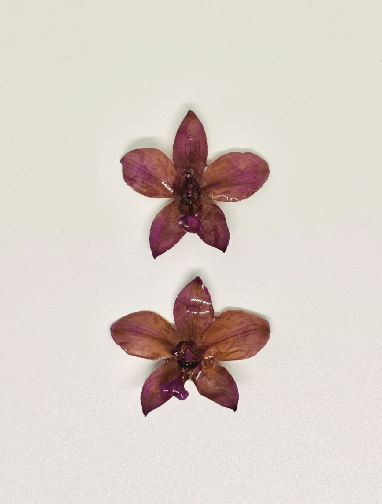 Aretes Petalia | Aretes Elegantes de Tafleur Boutique